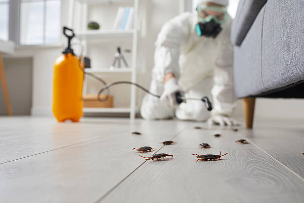 Commercial Kitchen Cockroach Control in Reno